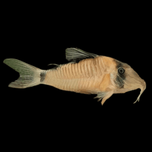 Olga Corydoras Simulatus 4cm Catfish