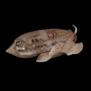 Olive Bristleworm Eating Snail Oliva Sp