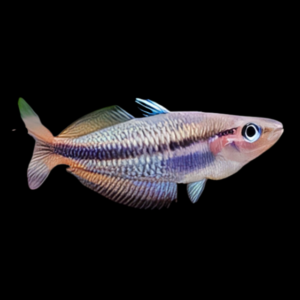 Omba Rainbow Fish Melanotaenia Dumasi 5cm
