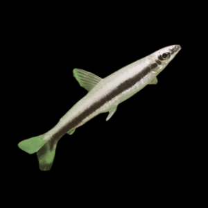 One Lined Pencil Fish Nannostomus Unifasciatus 3cm