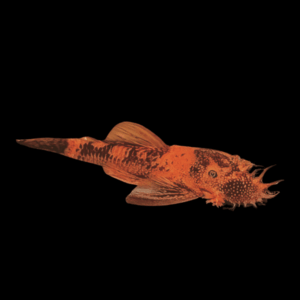 Orange & Black Bristlenose Pleco Ancistrus 3cm