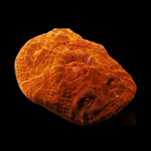 Orange Challice Hard Coral Frag Echinophylia Sp