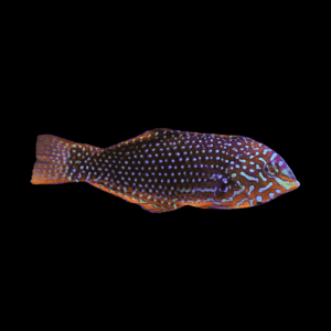Orange Checkerboard Wrasse Macropharyngodon Ornatus