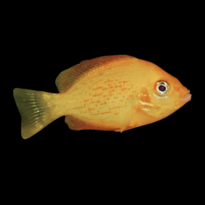 Orange Chromide Etroplus Maculatus 4cm