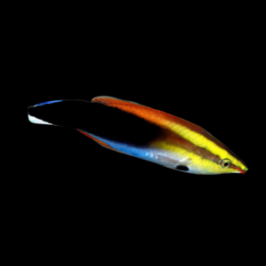 Orange Cleaner Wrasse Labroides Pectoralis