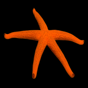 Orange Finger Starfish Echinaster Sepositus