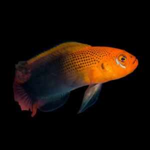 Orange Head Basslet Pseudochromis Steenei