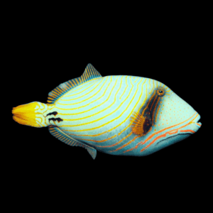 Orange Lined Trigger Fish Balistapus Undulatus