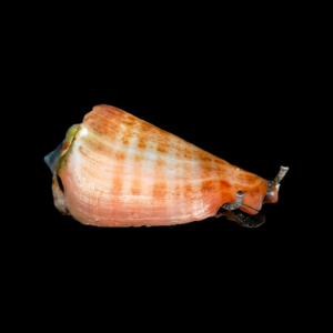 Orange Lip Conch Snail Strombus Luhuanus