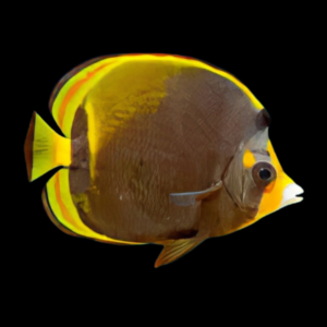 Orange Nose Butterfly Fish Chaetodon Flavirostris