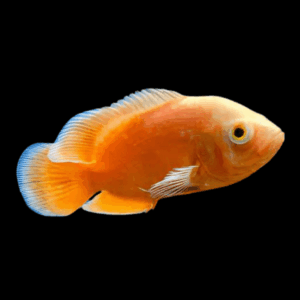 Orange Oscar Astronotus Ocellatus
