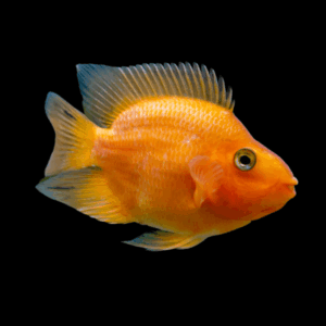 Orange Baby Parrot Fish Hybrid Amphilophus citrinellus × Vieja melanurus 3cm