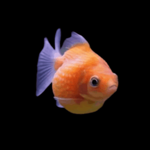 Orange Pearlscale Goldfish Carassius Auratus