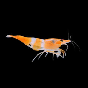 Orange Rili Shrimp Neocaridina 2cm
