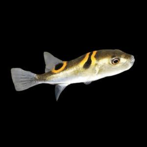 Orange Ring Saddle Fugu Puffer Fish Takifugu Ocellatus 10cm