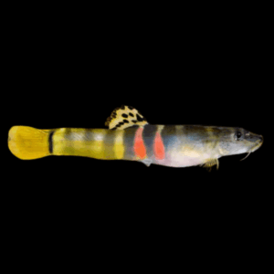 Orange Saddled Loach Schistura Balteata 5cm