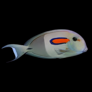 Orange Shoulder Tang Acanthurus Olivaceus