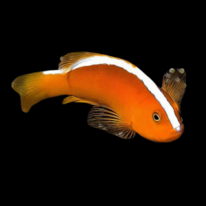 Orange Skunk Clownfish Amphiprion Sandaracinos