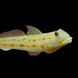 Orange Spot Goby Valenciennea Puellaris