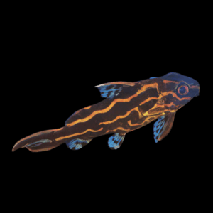 Orange Striped Pyjama Catfish Synodontis Flavitaeniatus 5cm