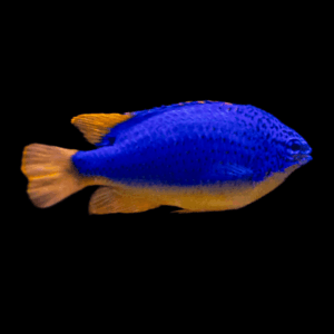 Orange Tail Blue Damsel Chromis Chrysiptera Parasema