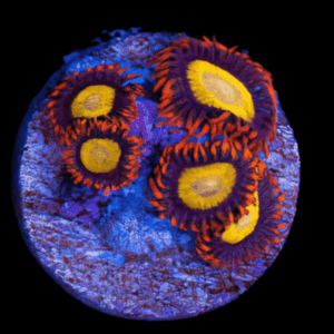 Orange Zoa Soft Coral Frag Zoanthus Sp
