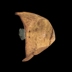Orbicular Batfish Platax Orbicularis
