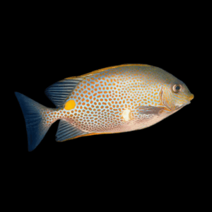 Orange Spotted Rabbit Fish Punctatus Pacific