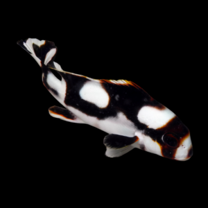 Oriental Sweetlips Plectorhinchus Orientalis
