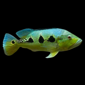 Orinico Peacock Bass - Cichla Orinocensis
