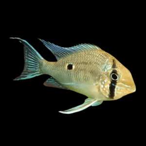 Orinoco Eartheater Cichlid Biotodoma Wavrini 5cm