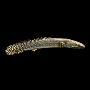 Ornate Bichir Polypterus Ornatipinnis 10cm