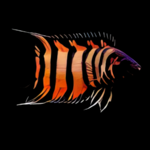 Ornate Bushfish Microctenopoma Ansorgii 5cm