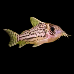 Ornate Corydoras Ornatus 4cm Catfish
