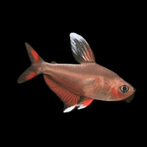 Ornate White Fin Bentosi Tetra Hyphessobrycon Bentosi 2cm