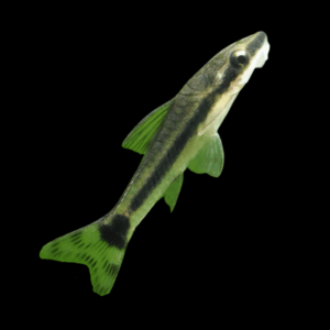 Otocinclus Dwarf Sucker Catfish Macrotocinclus Affinis 2cm