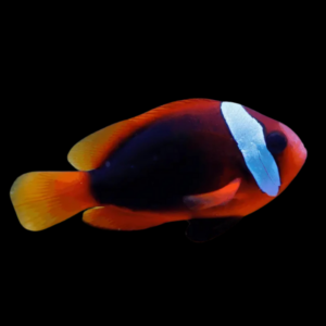 Pacific Fire Red Clownfish Amphiprion Melanopus