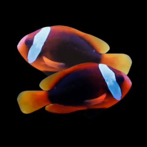 Pacific Fire Red Clownfish Amphiprion Melanopus