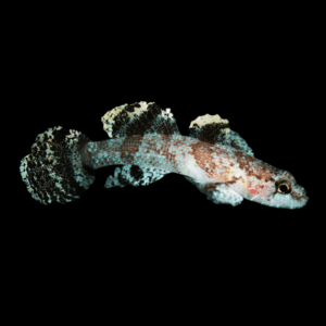 Paddlefin Goby Callogobius Hasseltii