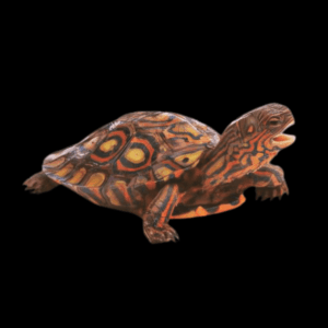 Painted Wood Turtle Rhinoclemmys Pulcherrima Manni 15cm