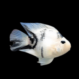 Panda Baby Parrot Fish Hybrid Amphilophus Citrinellus × Vieja melanurus 3cm