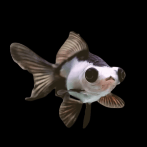 Giant Panda Telescope Moor Grade AA Carassius Auratus