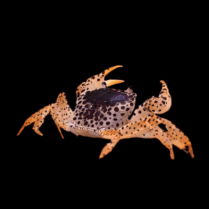 Panther Crab Parathelphusa Pantherina 3cm
