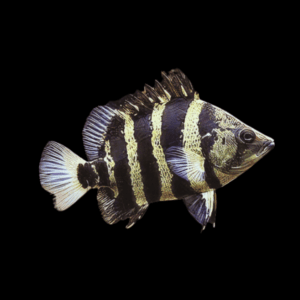Papua New Guinea Datnoid Tiger fish Datnioides Campbelli
