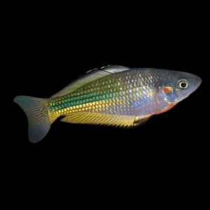 Papua Rainbow Fish Melanotaenia Papuae 5cm