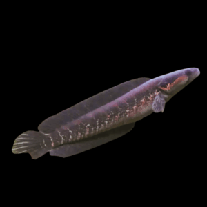 African Snakehead Parachanna Africana 10cm