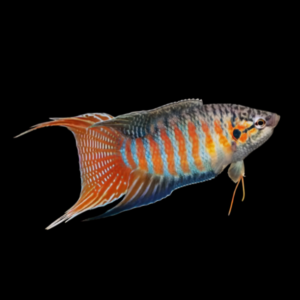 Paradise Fish Macropodus Opercularis 4cm