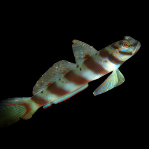 Paradise Goby Amblyeleotris Diagonalis