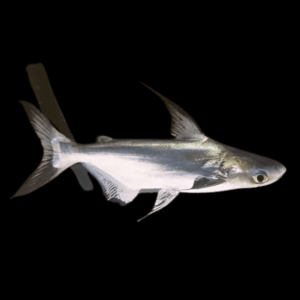 Paroon Shark Hi Fin Pangasius Sanitwongsei 5cm