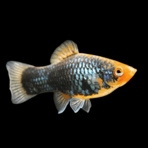 Parrot Platy Xiphophorus Maculatus 3cm